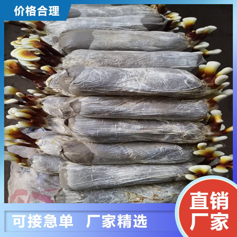灵芝孢子粉现货满足大量采购-云海灵芝种植专业社(绍兴市分公司)