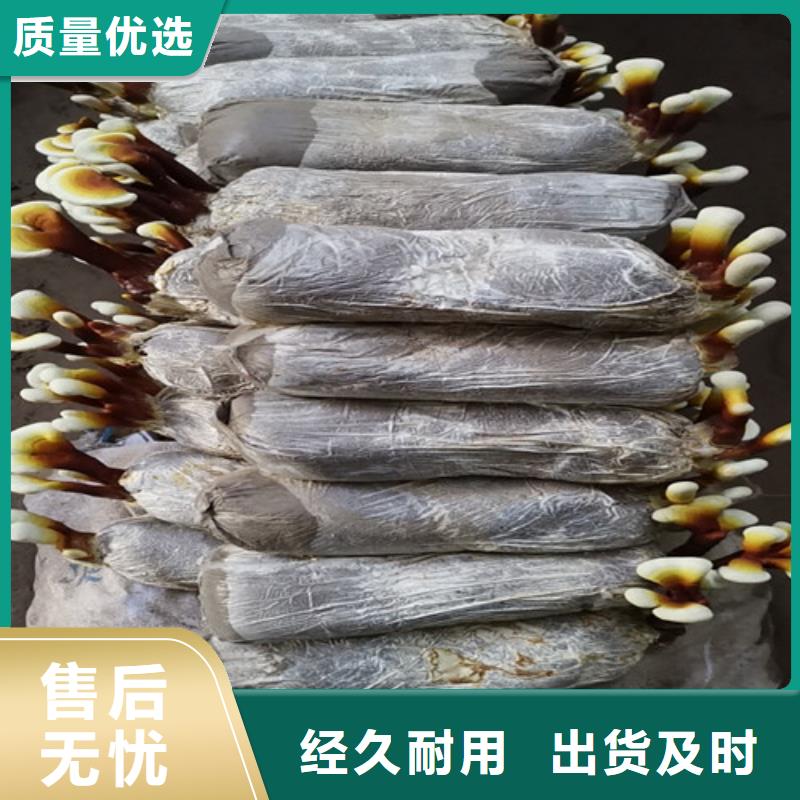 孢子灵芝详情电话咨询
