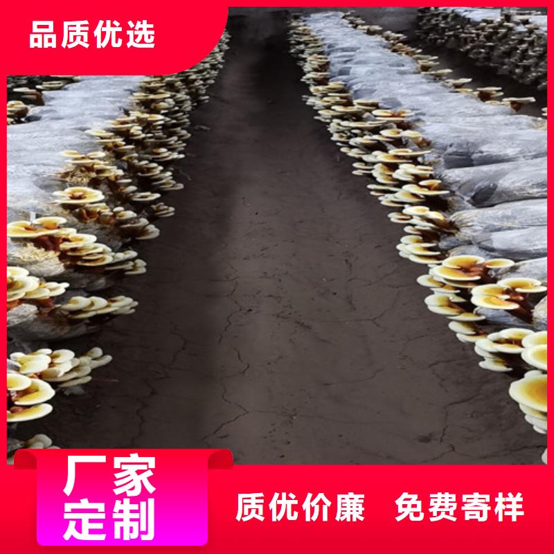 灵芝超微粉周期短价格优