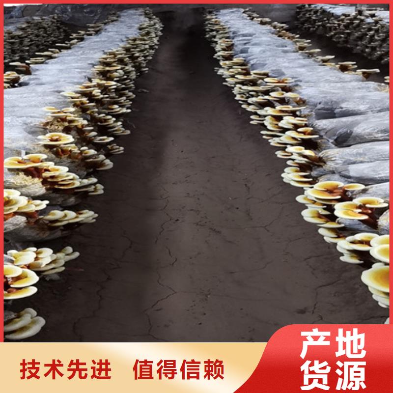 供应批发
孢子灵芝-保量