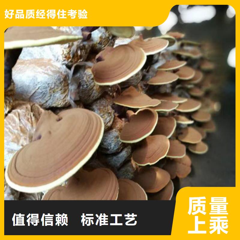 批发灵芝的生产厂家