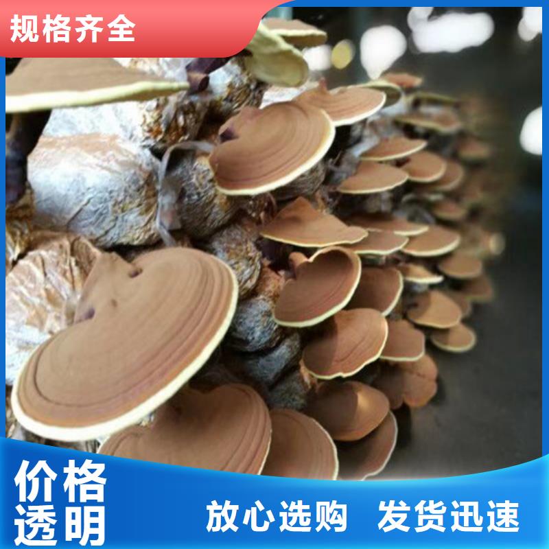 破壁灵芝孢子粉-破壁灵芝孢子粉一手货源