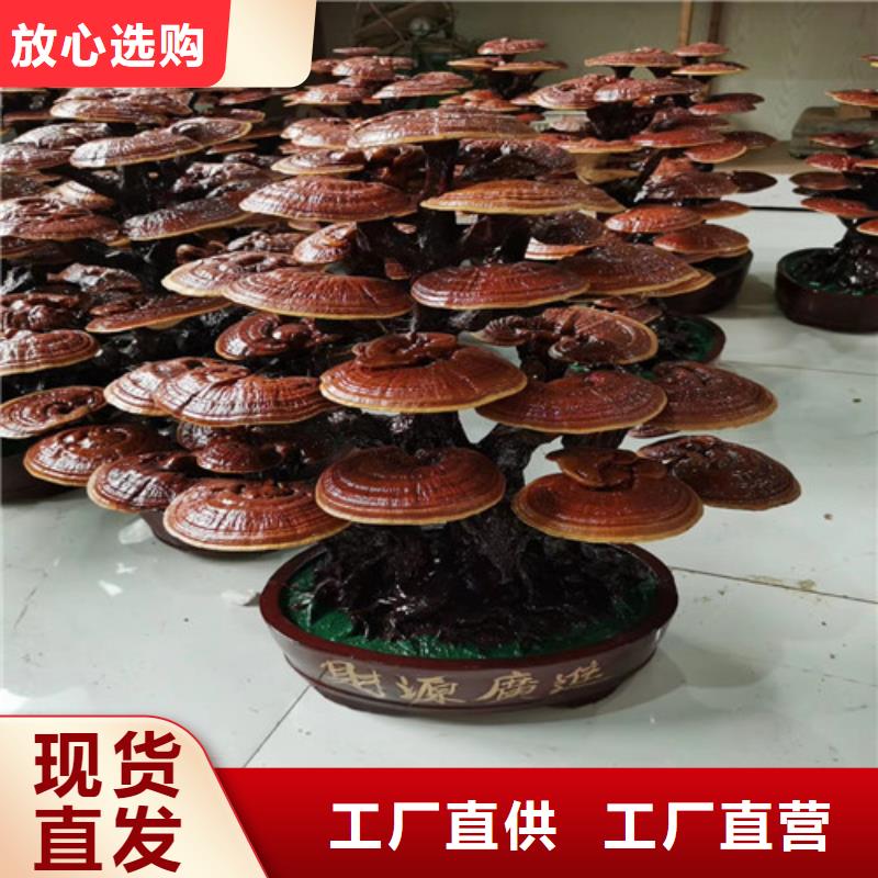 灵芝活体-可寄样品