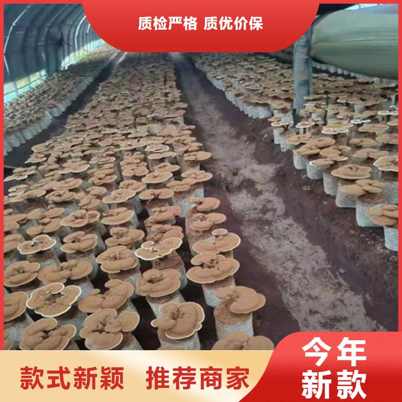 灵芝超细粉厂家-信守承诺
