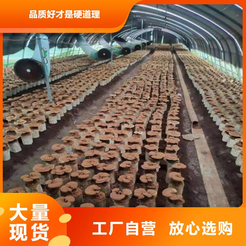
孢子灵芝加工效果好