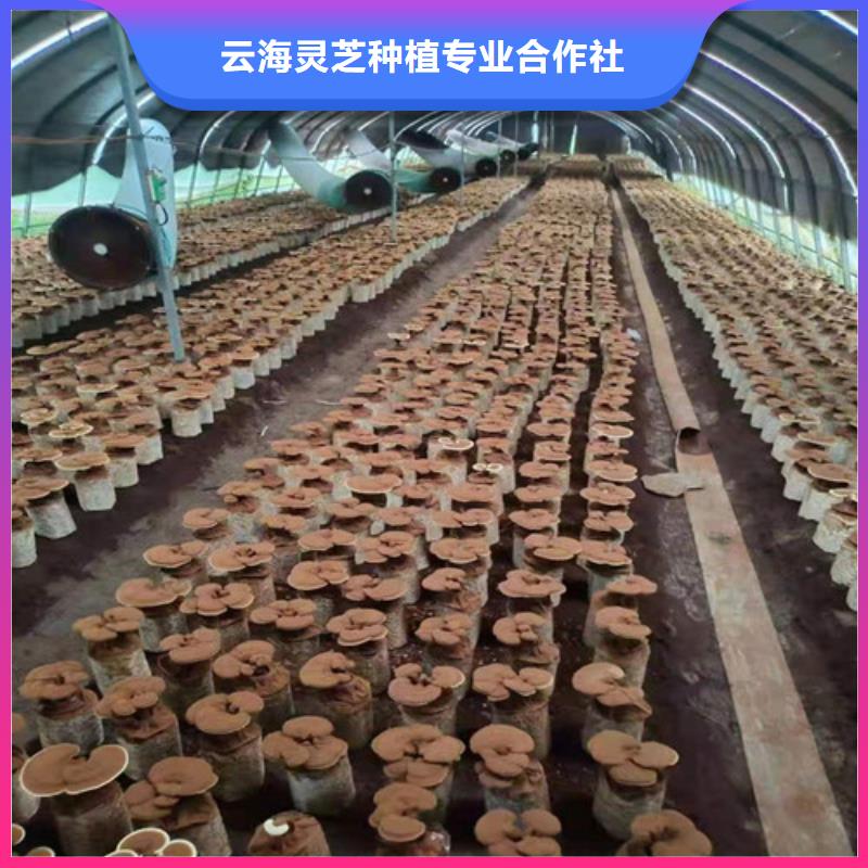 【 灵芝孢子粉,灵芝菌种厂家直销放心】