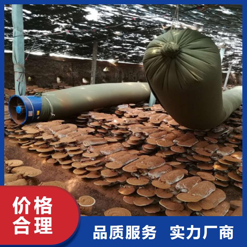 灵芝孢子现货促销