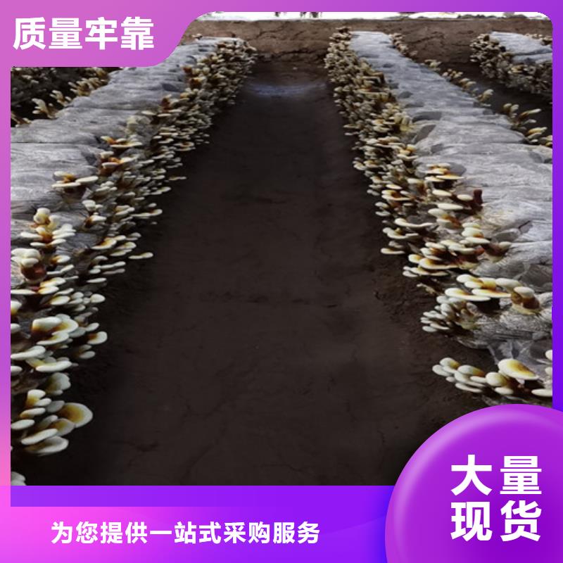 赤灵芝厂家_规格齐全
