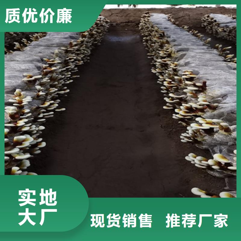库存充足的灵芝超细粉厂家