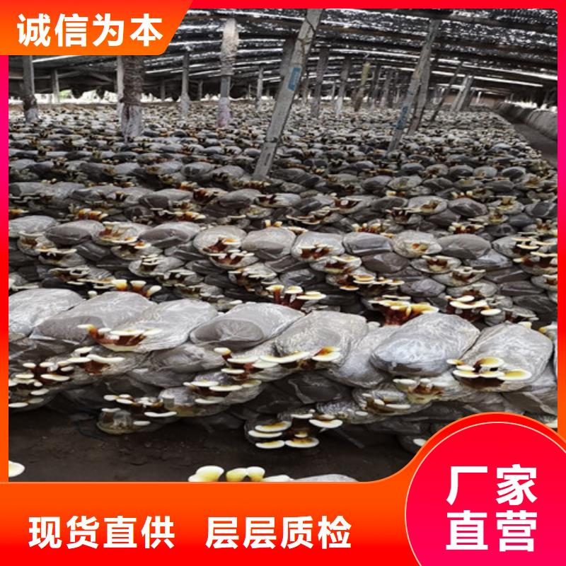 新鲜灵芝-可在线咨询
