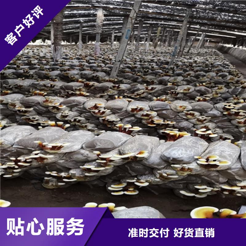优质的
灵芝孢子粉认准云海灵芝种植专业合作社