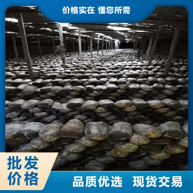 灵芝超微粉-灵芝超微粉厂家批发