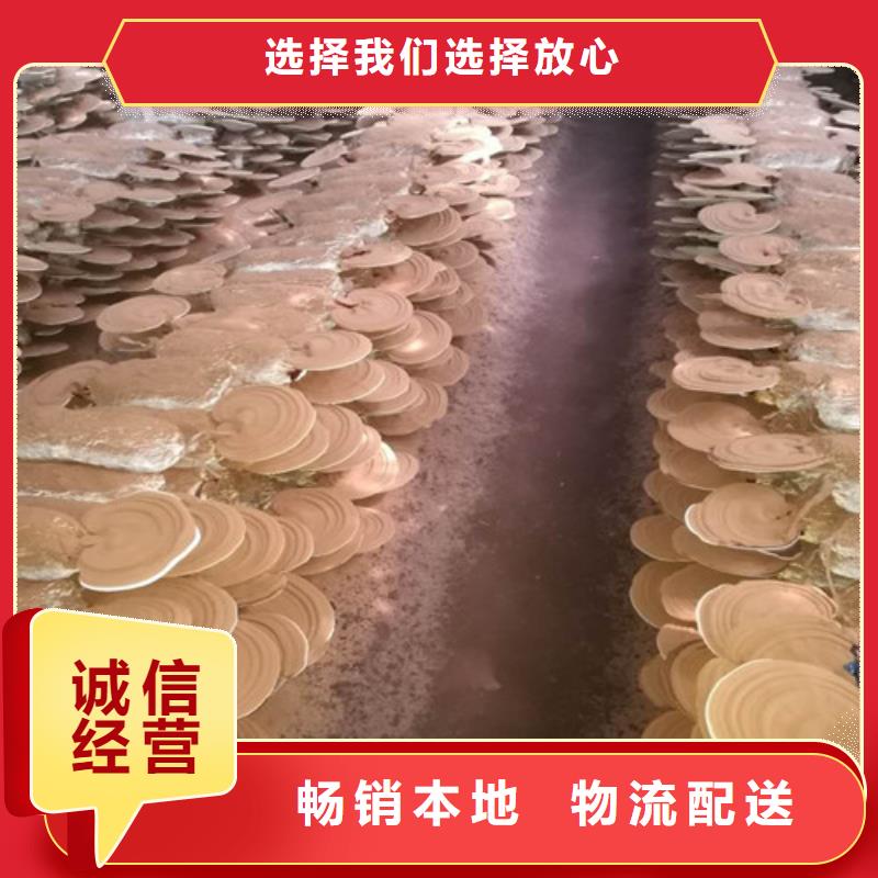 
孢子灵芝让利销售