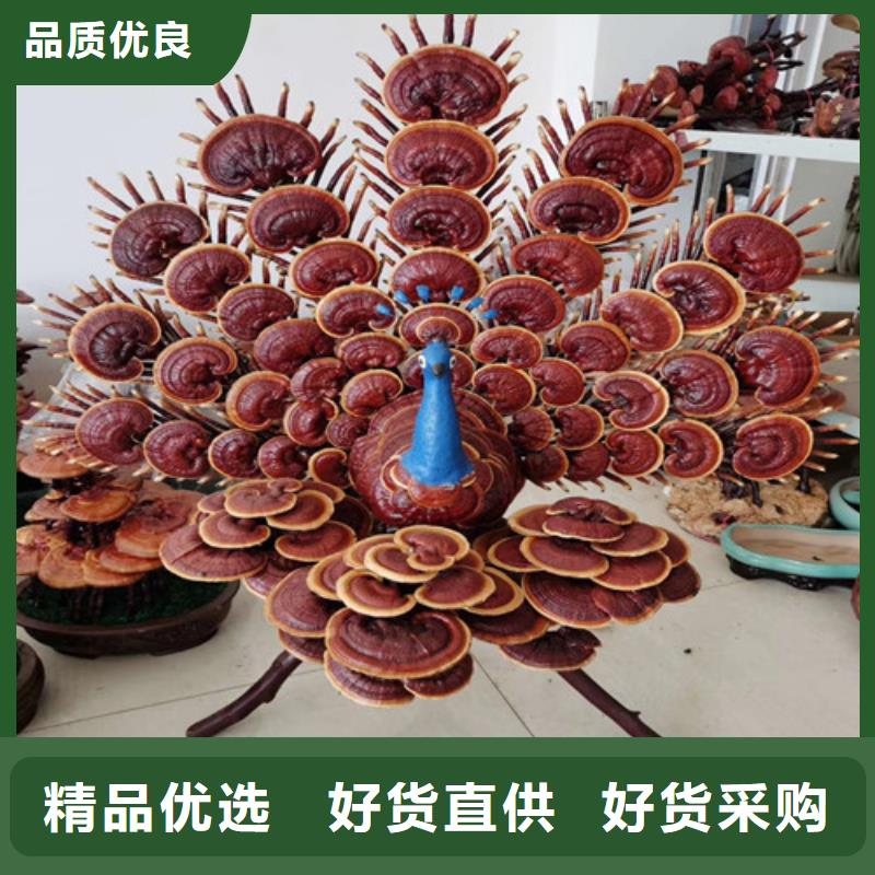 灵芝超微粉-点击了解更多