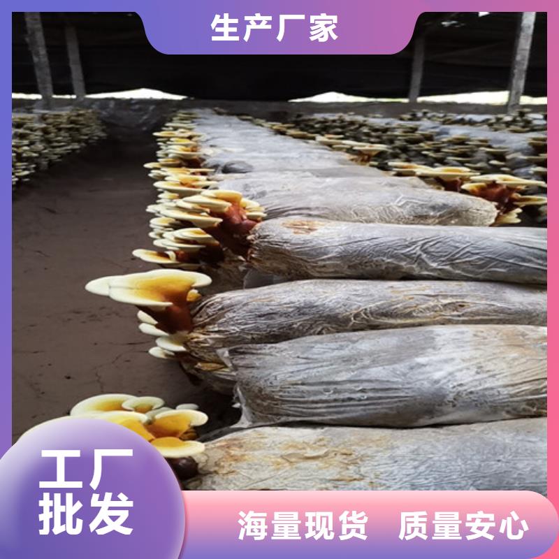 
孢子灵芝实体大厂家