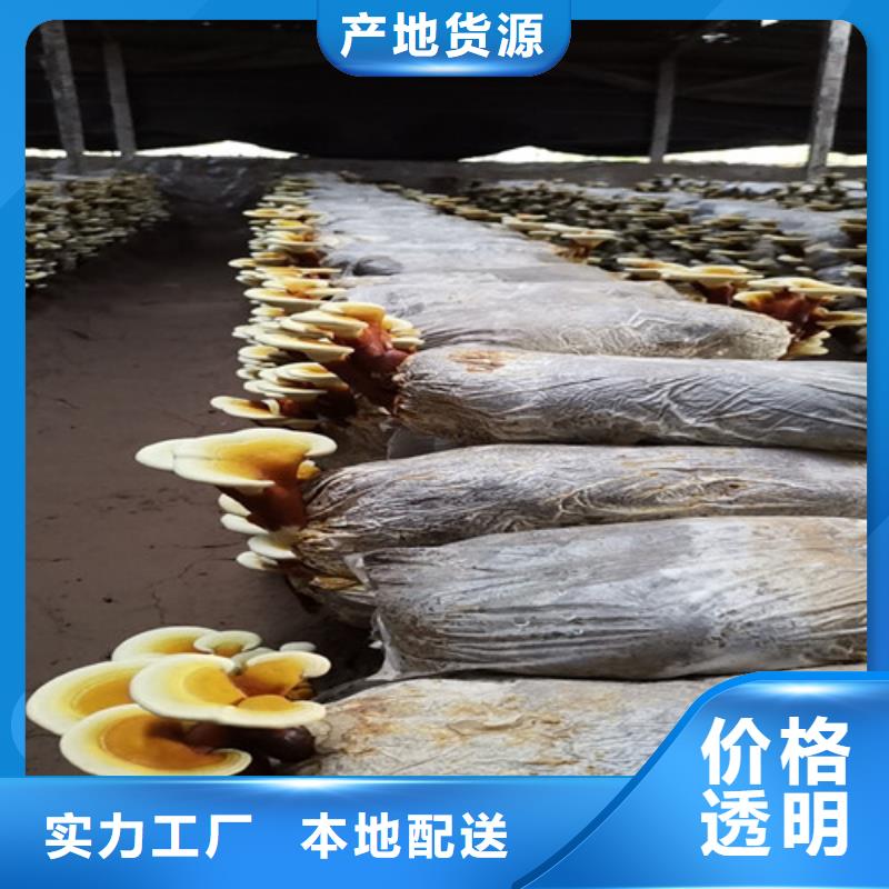 
灵芝超细粉-
灵芝超细粉优质