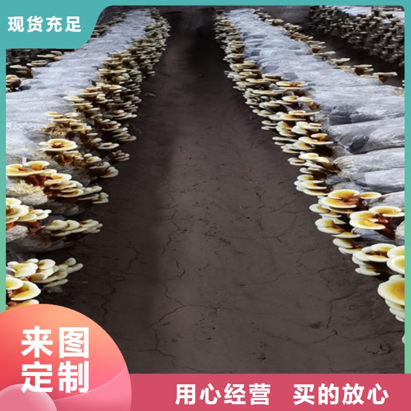 规模大的灵芝超细粉厂家