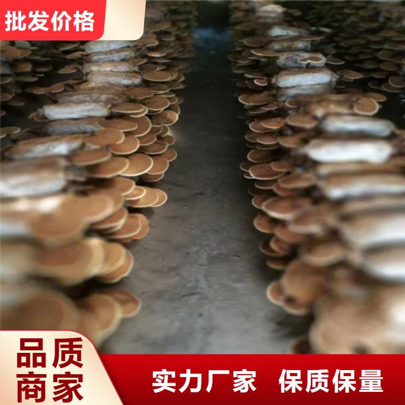 定做
灵芝超细粉的经销商