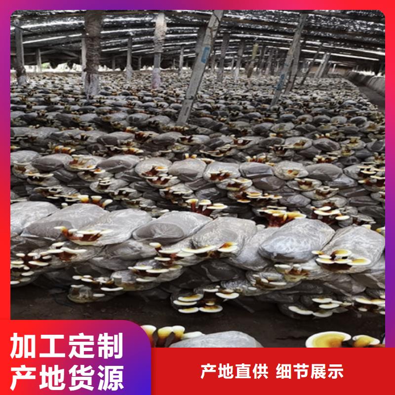 灵芝孢子粉_灵芝切片专业生产N年
