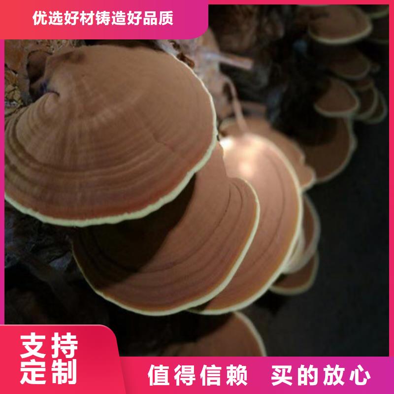 找
孢子灵芝实体大厂