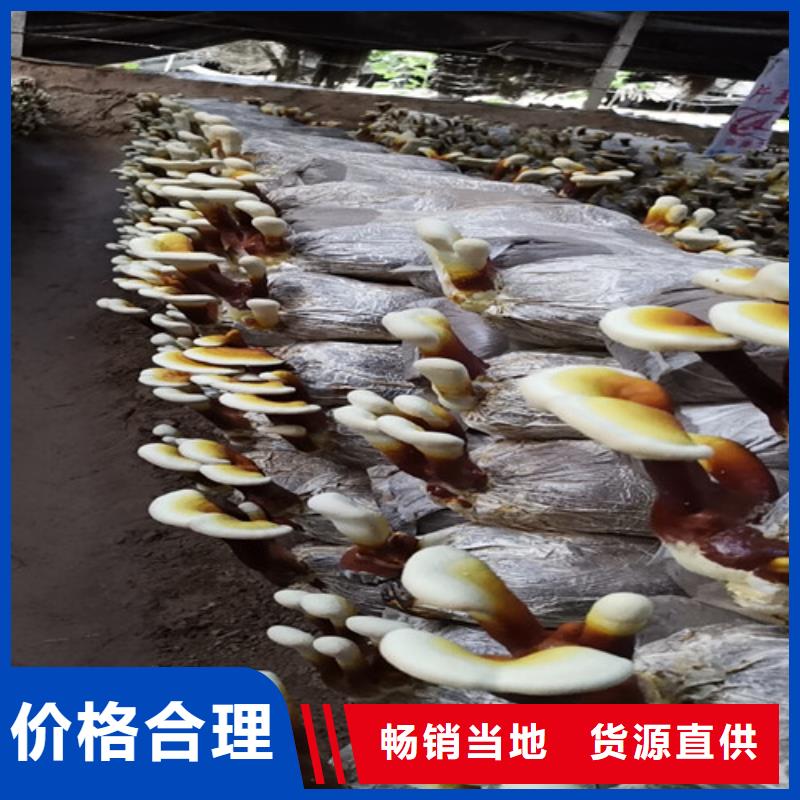 灵芝孢子粉个性化定制