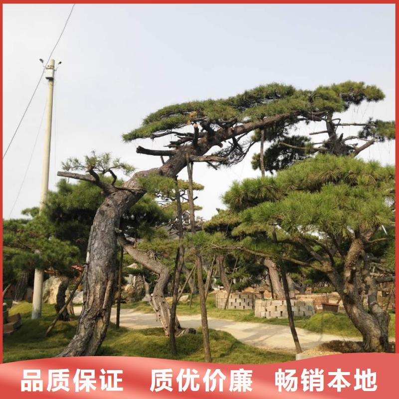 造型松盆景精品优选
