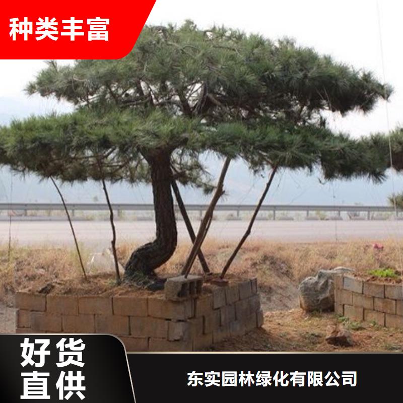  造型松欢迎来电询价