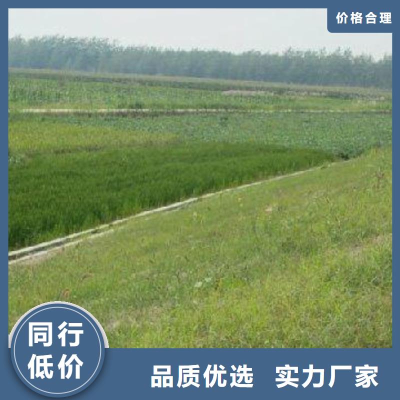 【三维植被网】_双向拉伸土工格栅实力厂家直销鼎诺护坡土工网