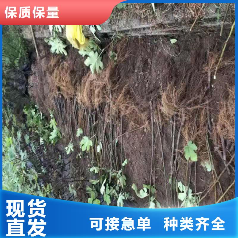 无花果-【山楂苗】支持货到付清
