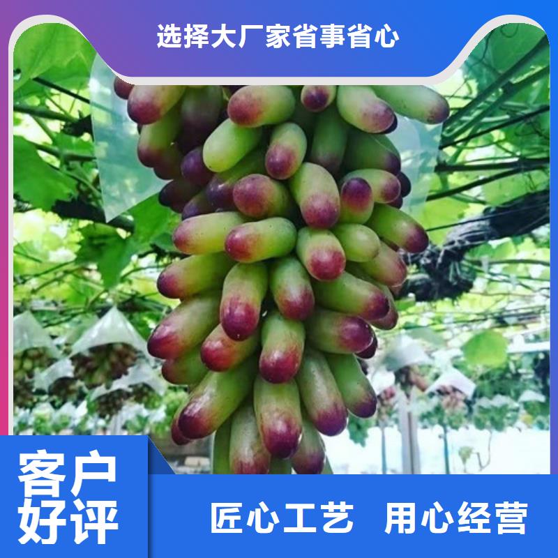葡萄鲁樱三号樱桃采购