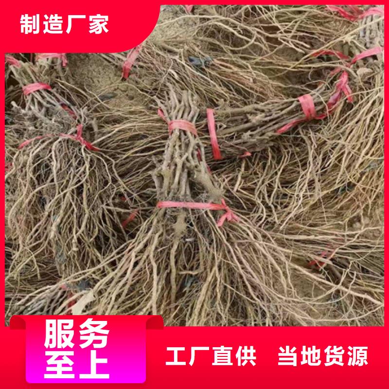 葡萄_香椿树苗畅销本地