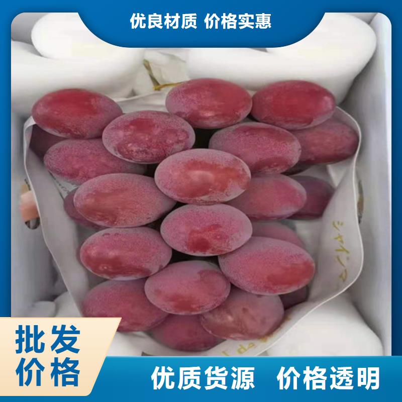 葡萄_香椿树苗畅销本地