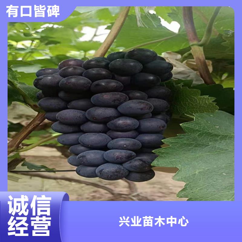 葡萄葡萄苗来图加工定制