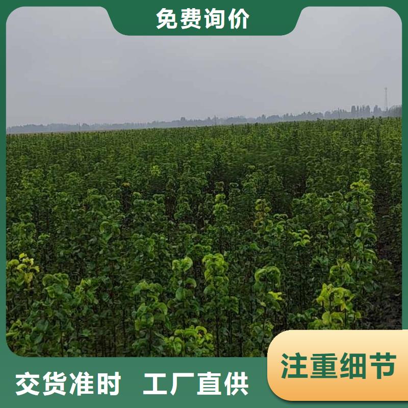 梨新梨7号梨树苗质检合格发货