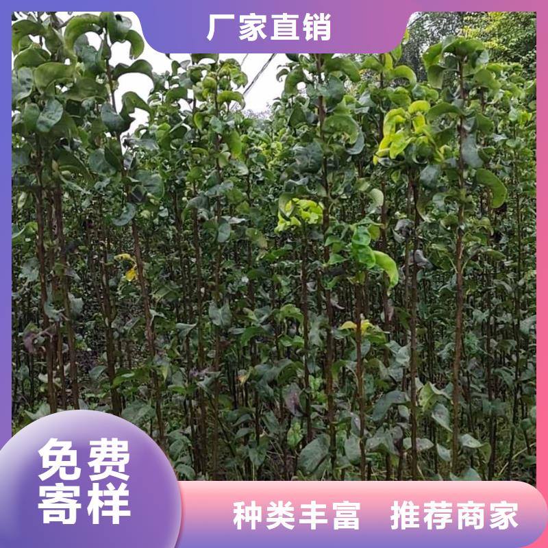 梨红香酥梨树苗多年行业经验