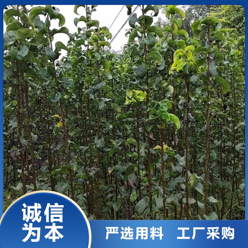 梨瑞蟠101桃树苗符合行业标准