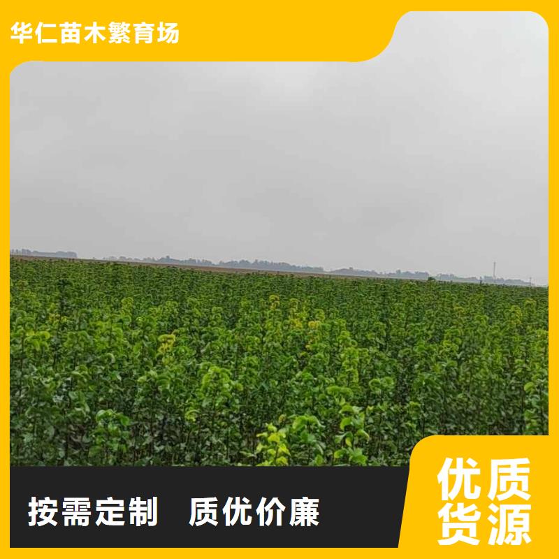 梨山桃苗按需定做