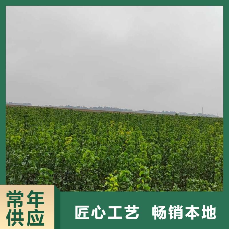 梨-梨树苗基地品质可靠