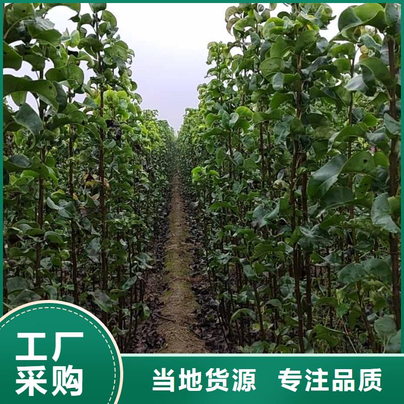 梨瑞蟠101桃树苗符合行业标准