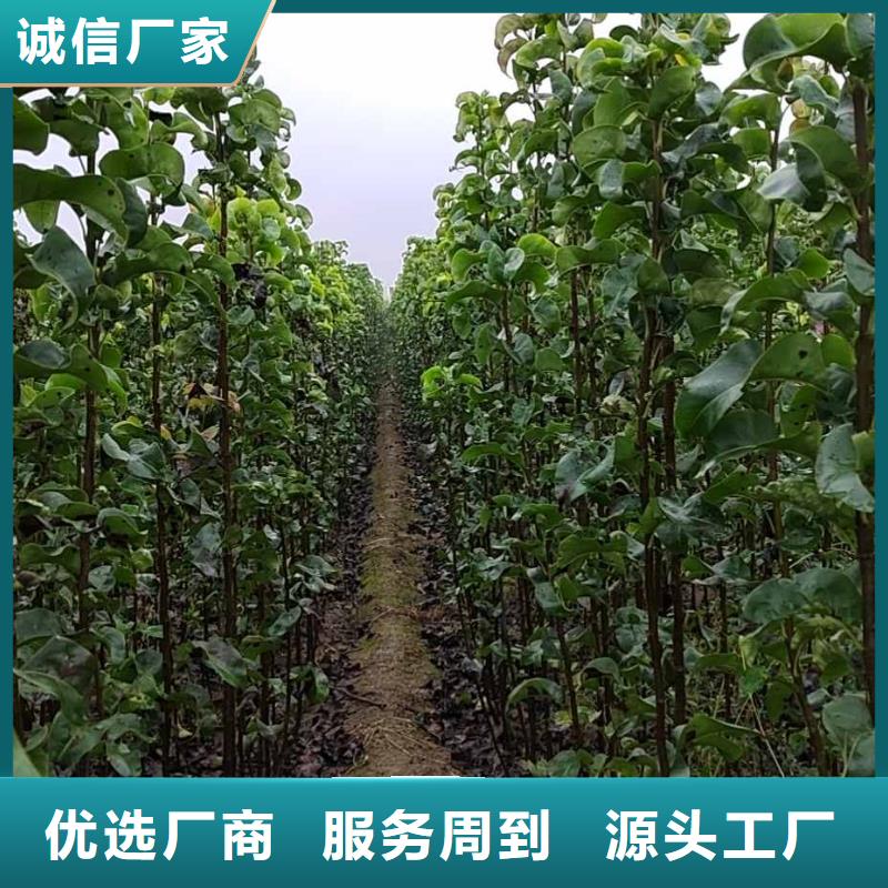 梨梨树苗今年新款