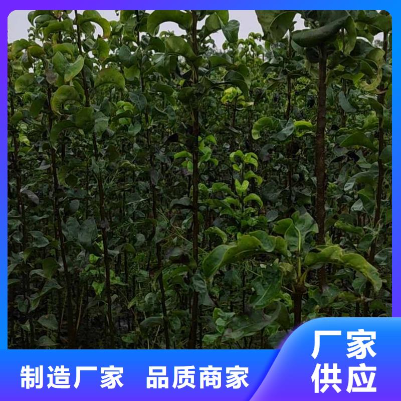 梨-梨树苗基地品质可靠