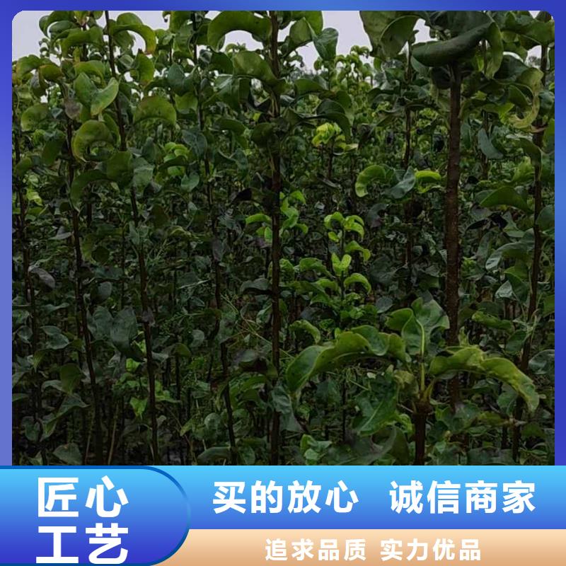 梨梨树苗基地加工定制