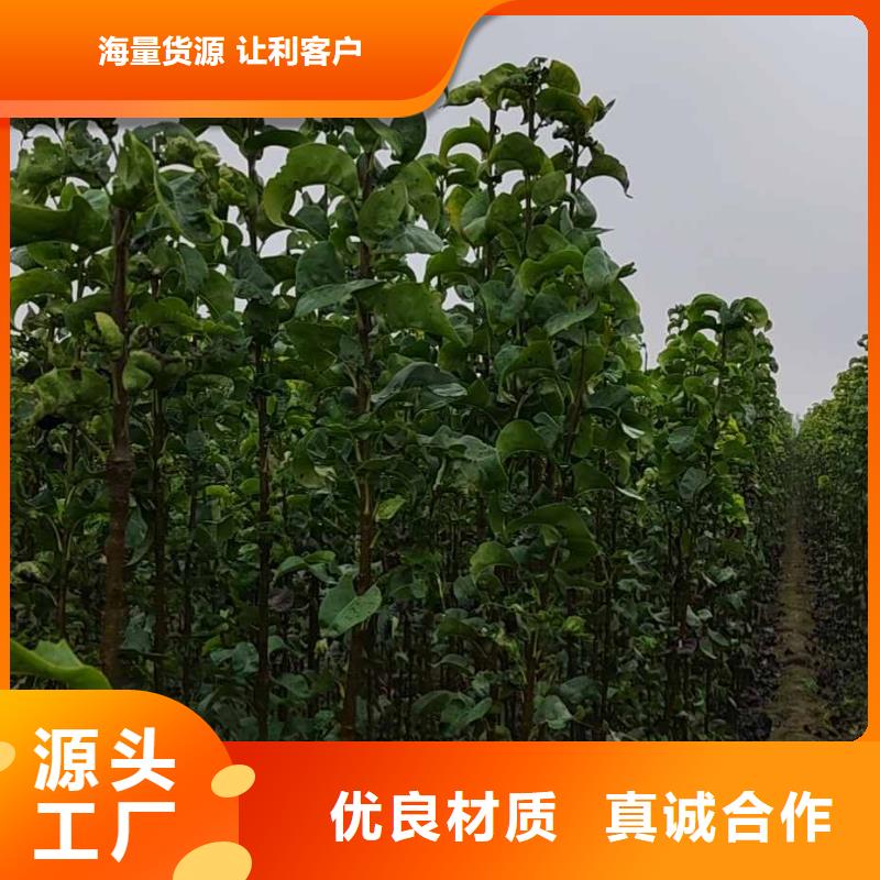 梨秋月梨树苗信誉有保证