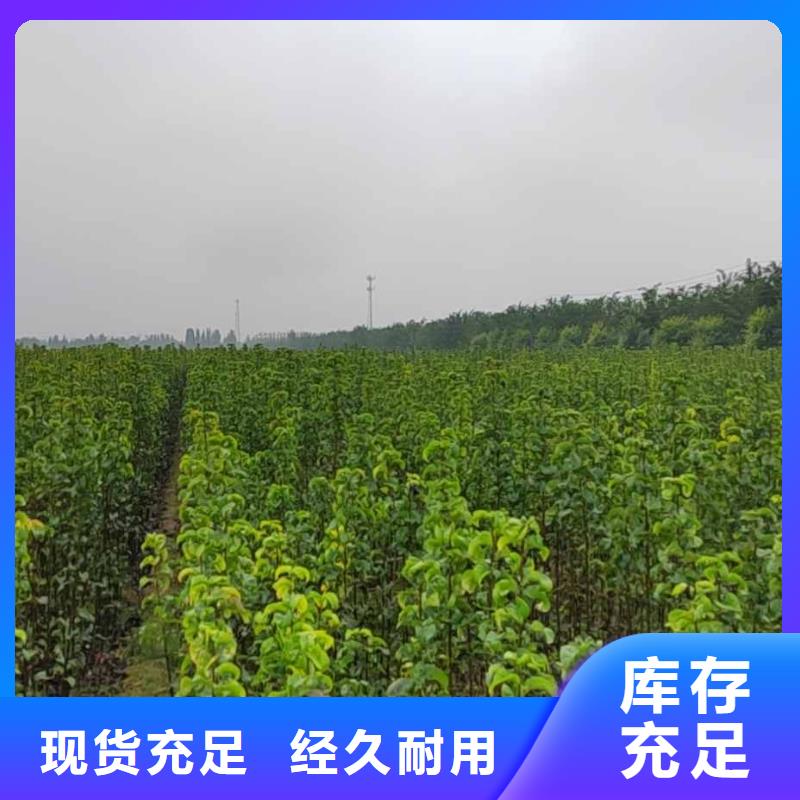 梨_奥红全红梨树苗专业完善售后