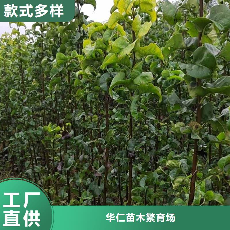 梨梨树苗基地源头厂家经验丰富