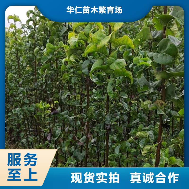 梨玉露香梨树苗用途广泛