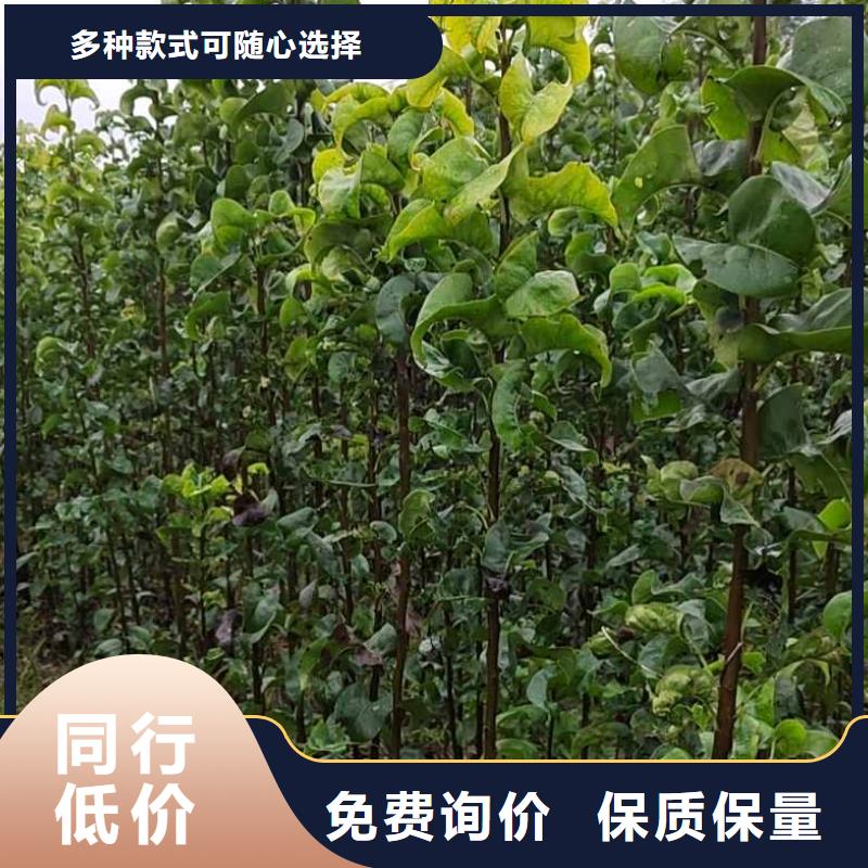 梨_毛桃苗打造行业品质
