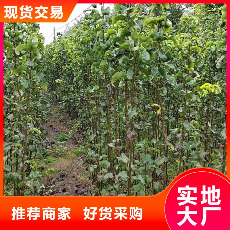 梨_瑞蟠101桃树苗质检严格放心品质