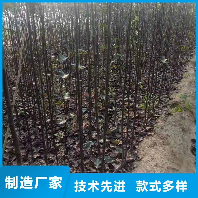 梨梨树苗基地客户满意度高