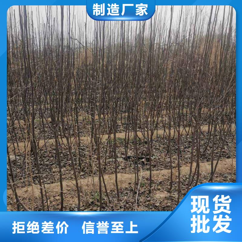 梨梨树苗基地源头厂家经验丰富